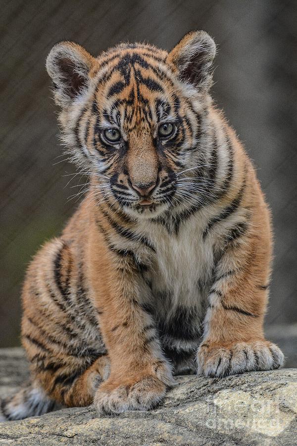 Tiger Cub On The Rocks Photograph by Tyler Brooks