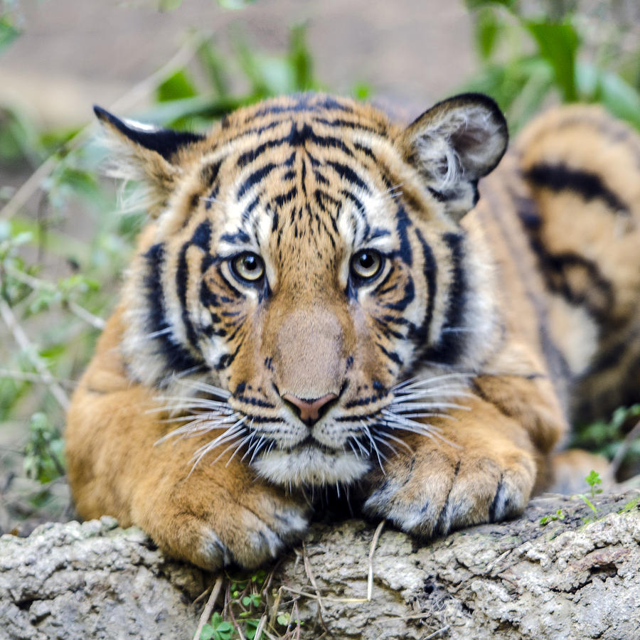 Tiger Cub Portrait Headshot Photograph by William Bitman