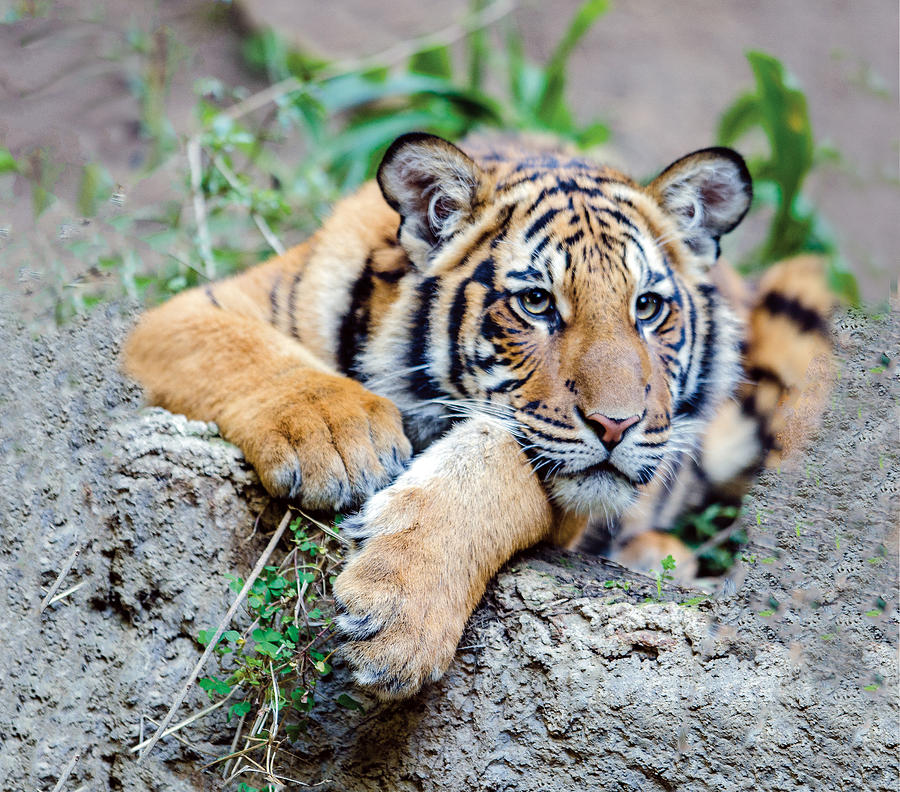 Tiger Cub Portrait Resting His Head On His Foreleg Photograph by William Bitman