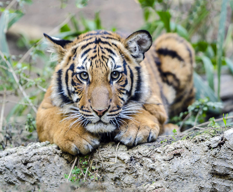 Tiger Cub Portrait Photograph by William Bitman