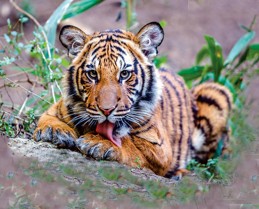 Tiger Cub Preening His Foreleg Photograph by William Bitman