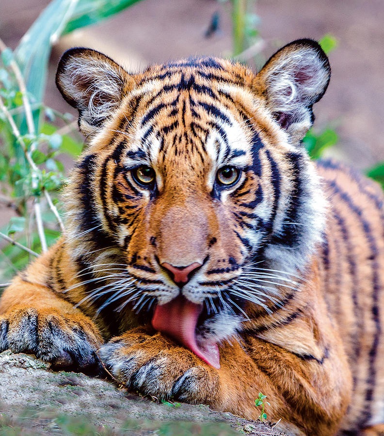 Tiger Cub Preening Photograph by William Bitman