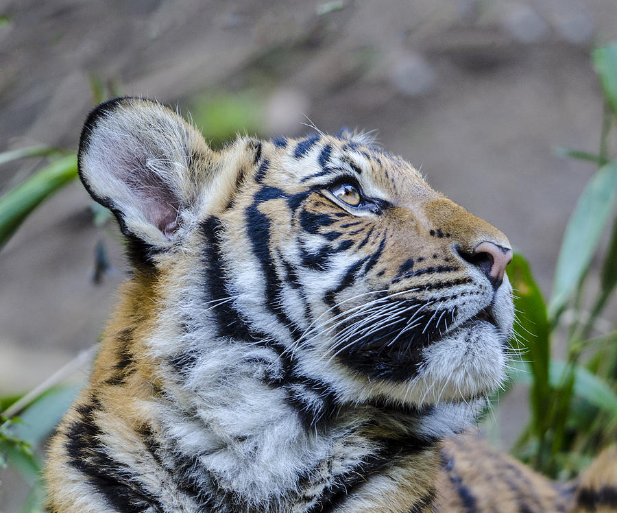 Tiger Cub Profile Headshot Photograph by William Bitman