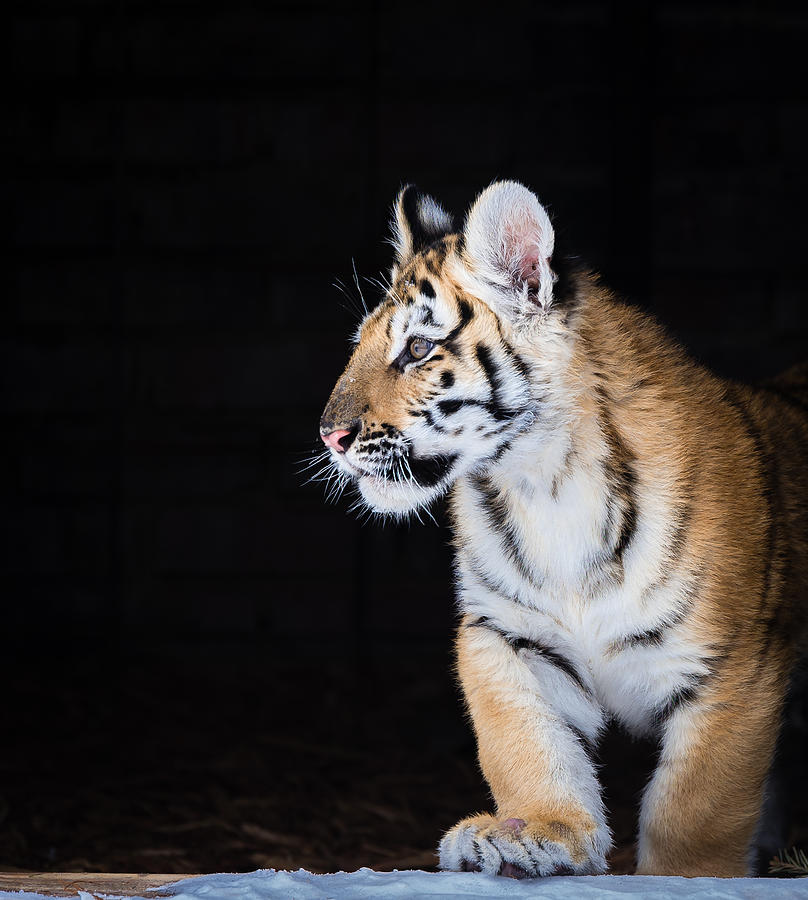 Tiger Cub Photograph by Serge Skiba