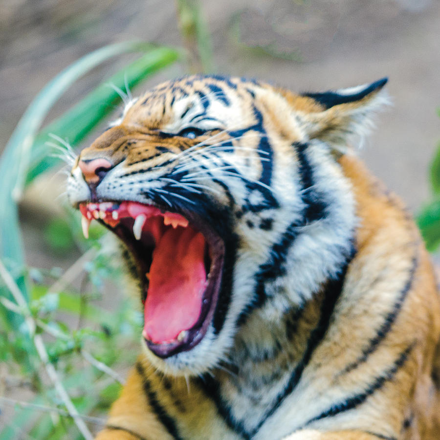 Tiger Cub Teeth Closeup Photograph by William Bitman