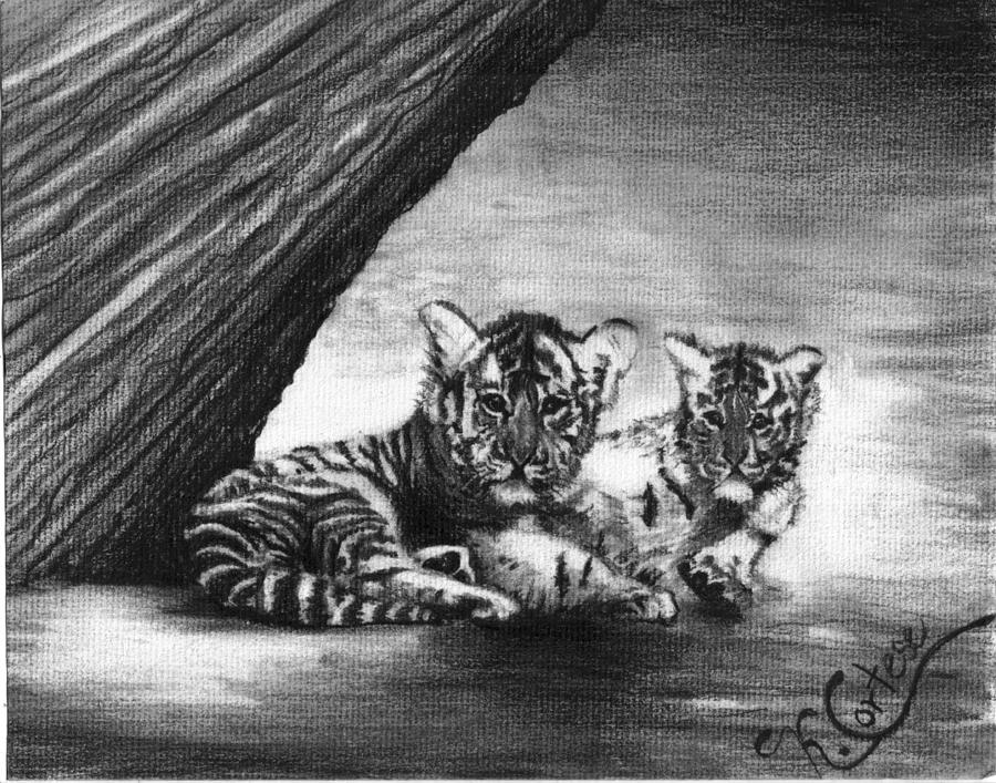 Cat Drawing - Tiger Cubs by Karen Cortese