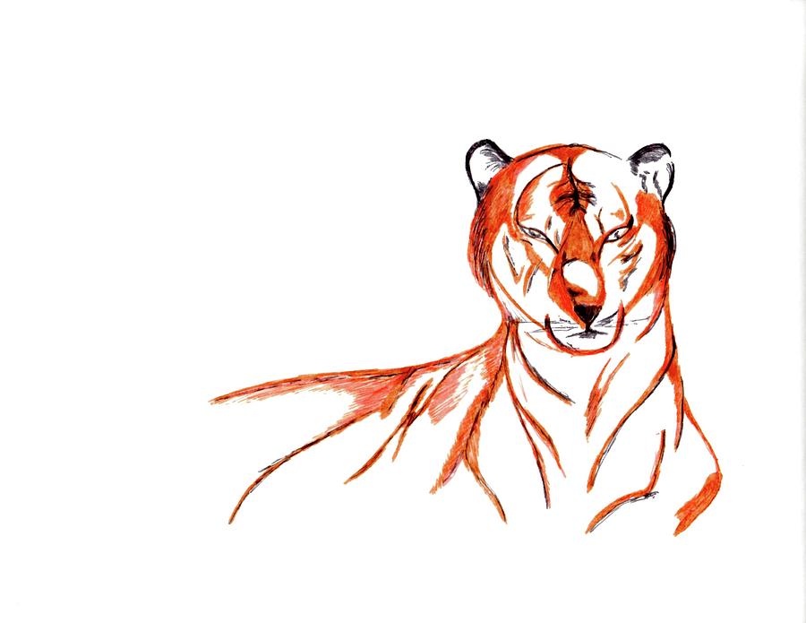 Tiger Drawing by David Schiffer