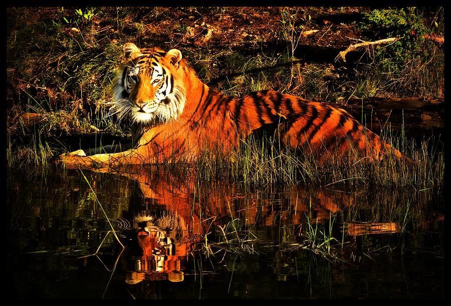 Tiger Photograph By Dawn Van Doorn - Fine Art America