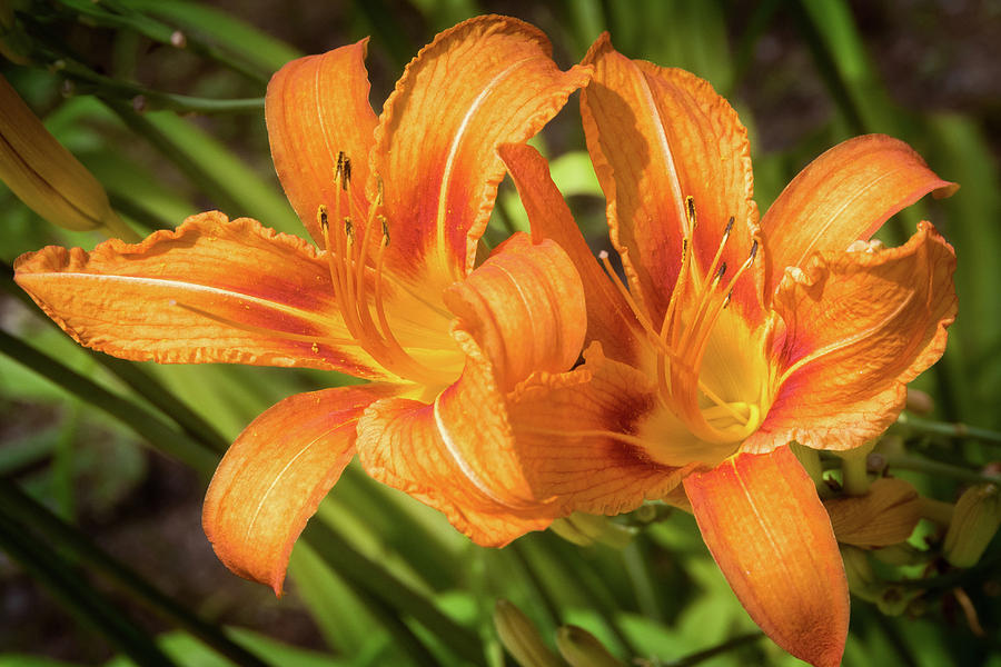 Tiger Daylilies Photograph by Mike Plotczyk