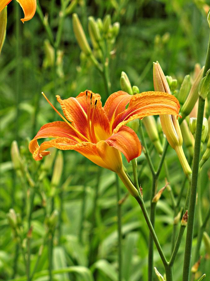 Tiger Daylily No. 1 Photograph by Jessica Anne - Fine Art America