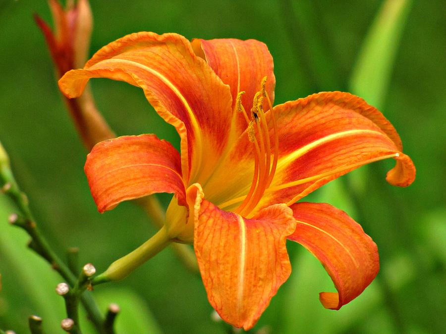 Tiger Daylily No. 2 Photograph by Jessica Anne | Fine Art America