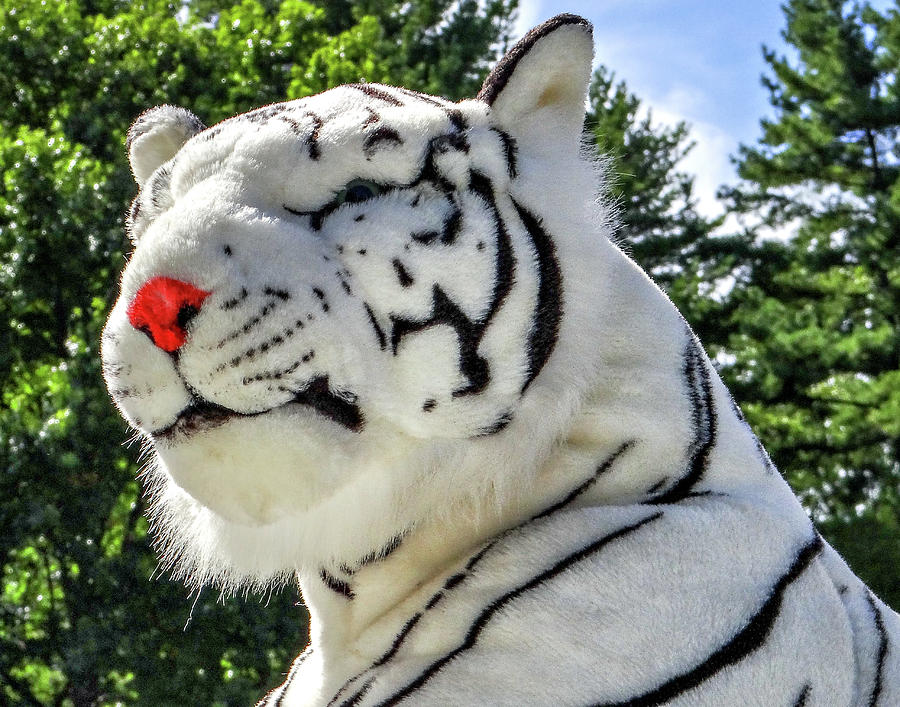 White Tiger Photograph by Dennis Dugan