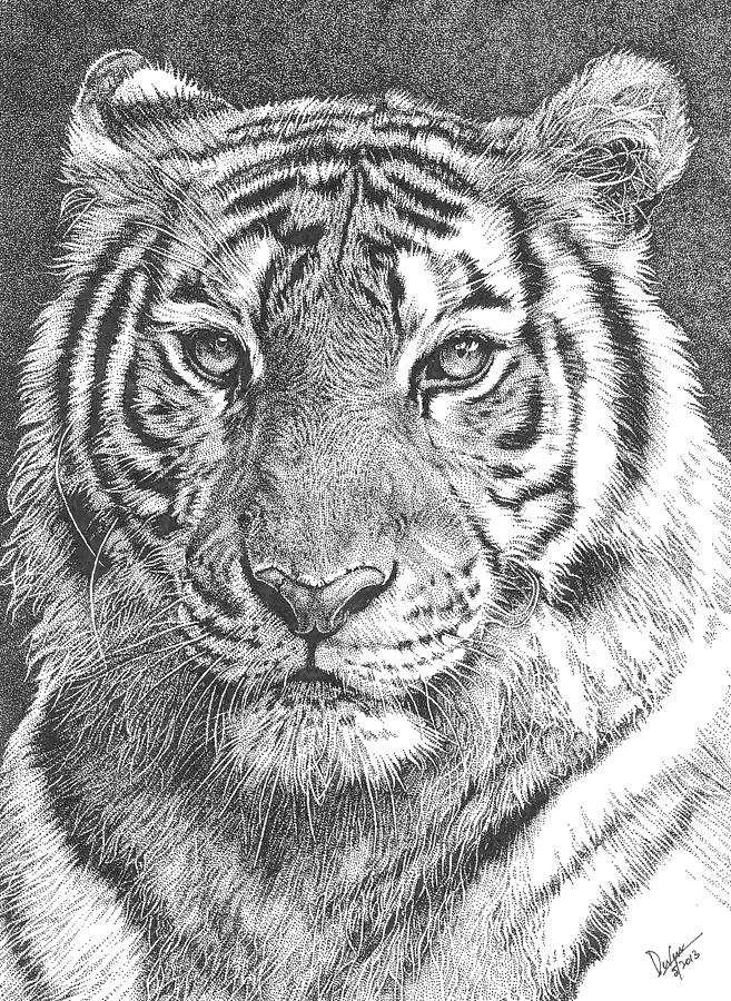 Wildlife Drawing - Tiger by Deven Singh Kshetrimayum