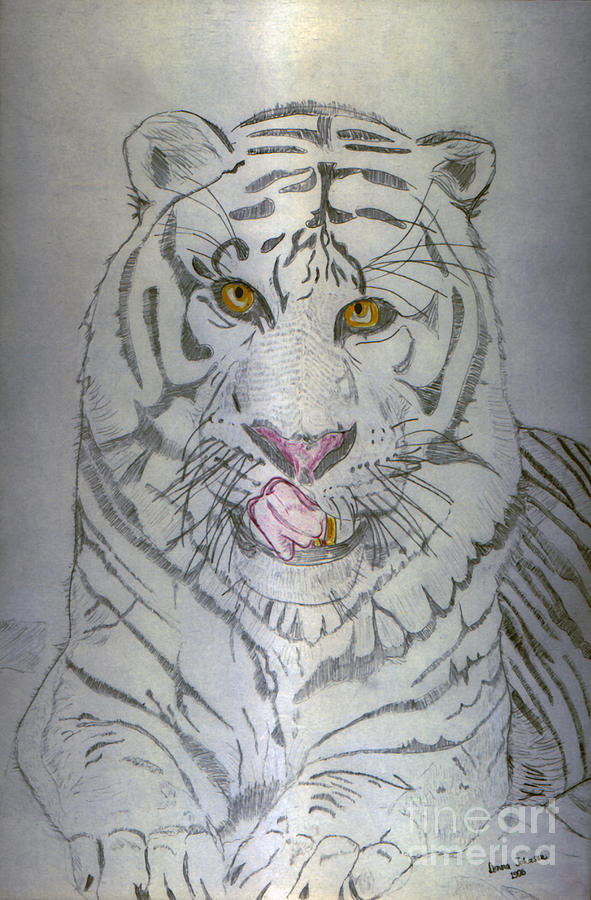 Tiger Drawing by Donna L Munro
