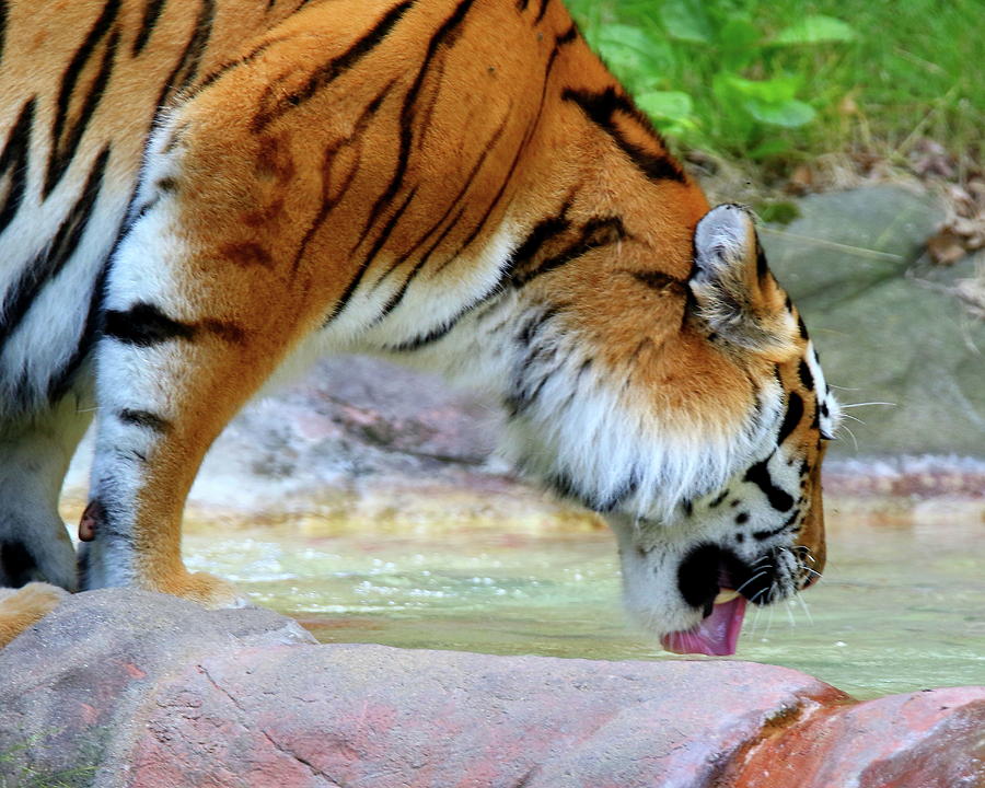 Tiger Drink Photograph by Arvin Miner