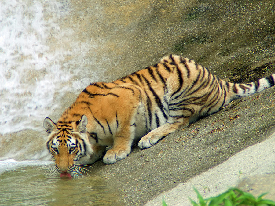 Tiger Drinking Photograph by Lucio Cicuto - Fine Art America