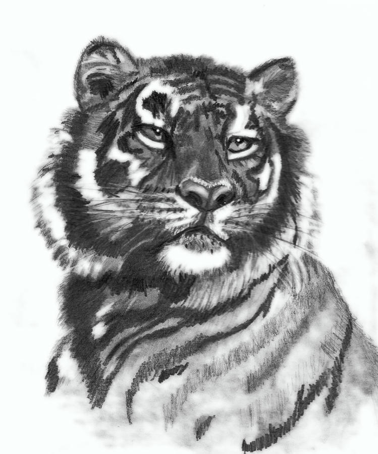 Tiger Drawing by Eileen Martin