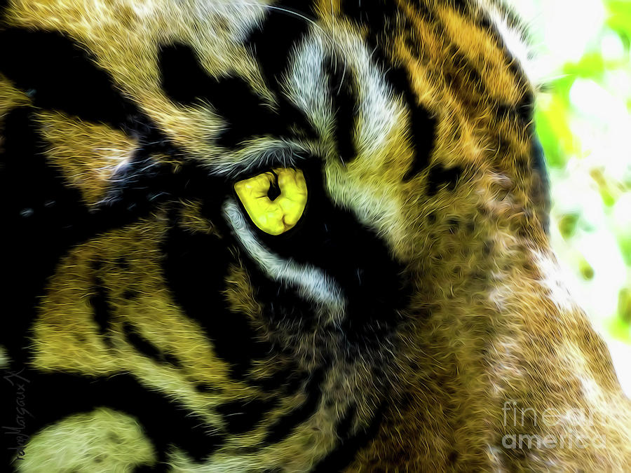 Tiger Eye Photograph by Margaux Dreamaginations