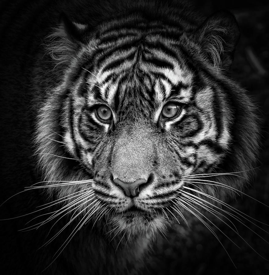 Tiger Eyes BW Photograph by Athena Mckinzie