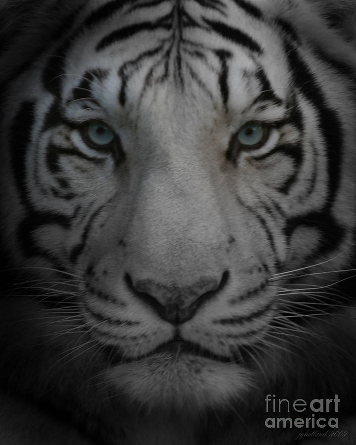 Tiger Eyes Photograph by Joseph G Holland