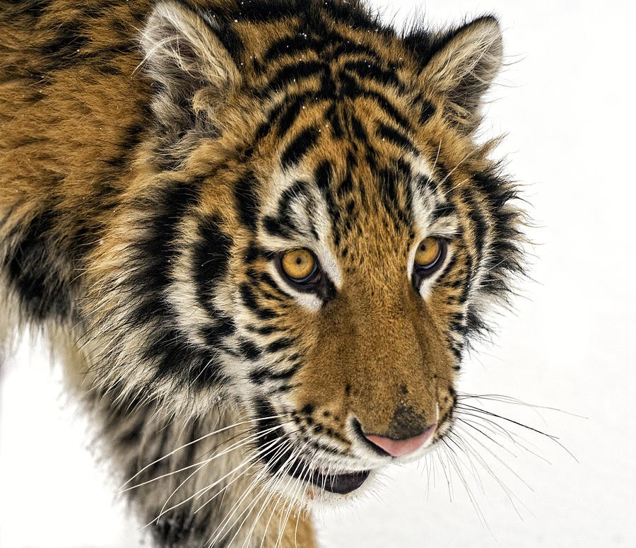 Tiger Eyes Photograph by Melody Watson | Pixels