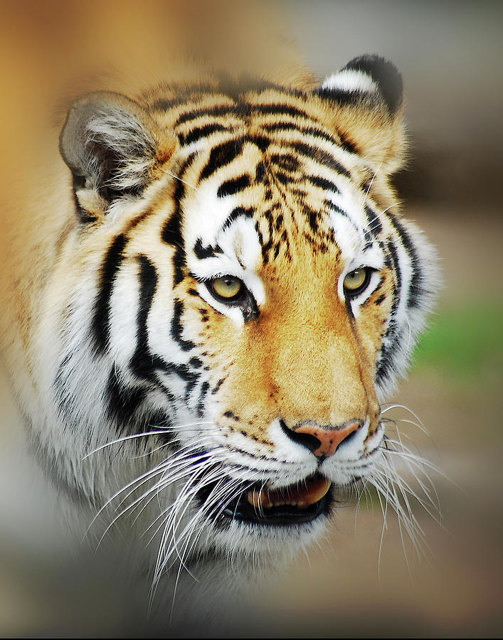 Tiger Eyes Photograph by Michael Peychich