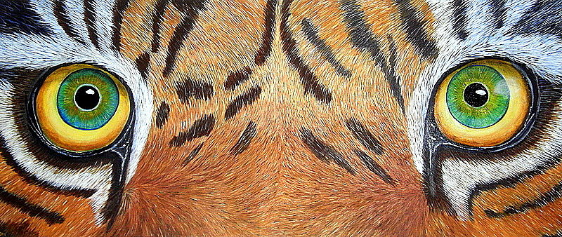 Tiger Eyes Painting by Pauline Jones - Fine Art America