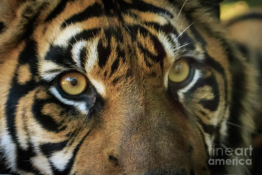 Tiger Eyes Photograph by Richard Smith