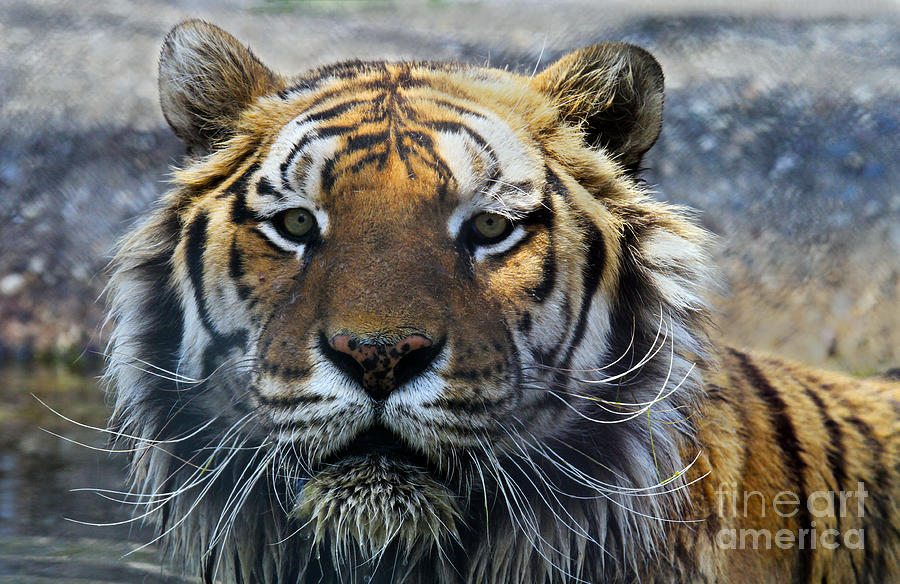 Tiger Eyes Photograph by Roger Becker