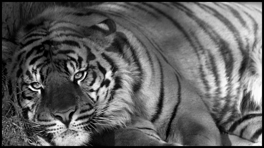 Tiger Eyes White Photograph by Brad Scott