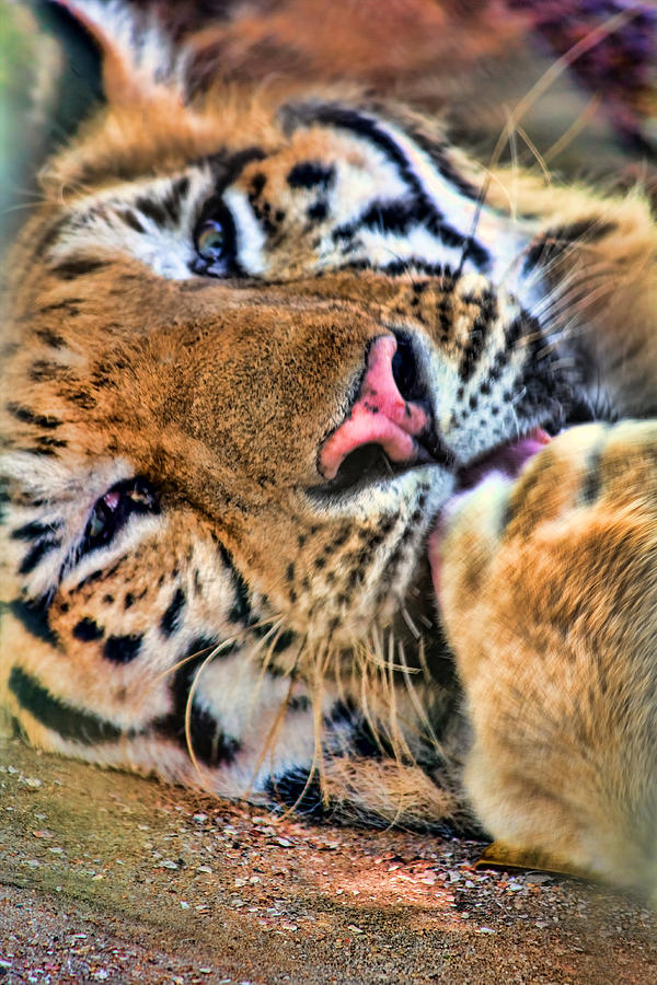 Wildlife Photograph - Tiger Face by Nadia Sanowar