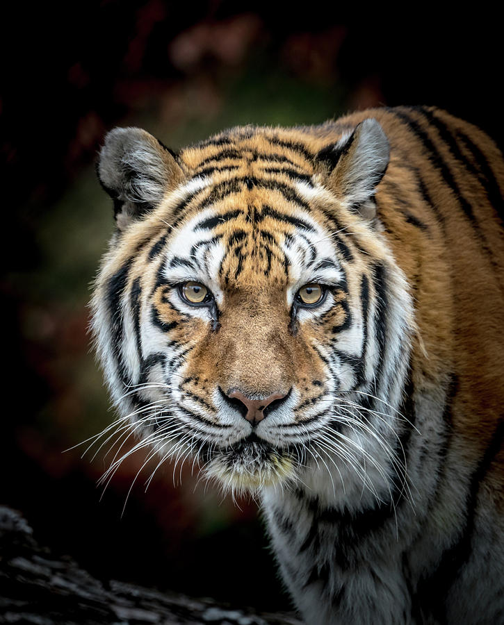 Tiger Face Photograph by Steven R Breininger - Fine Art America