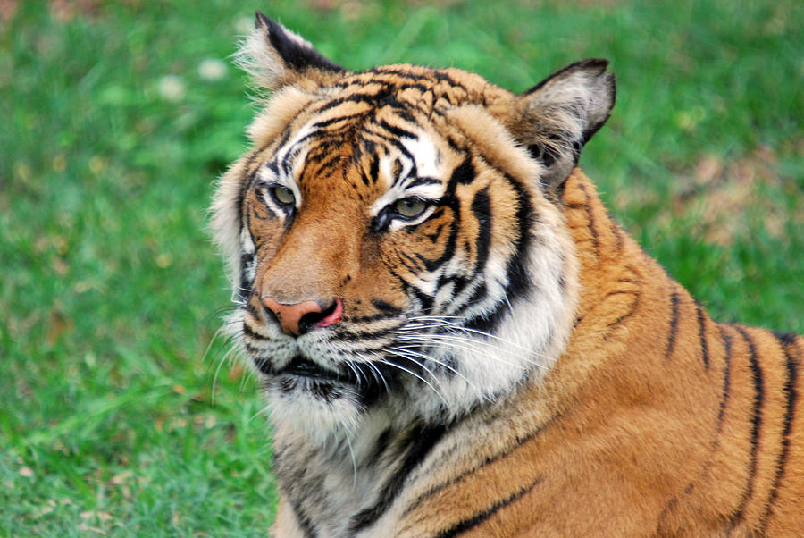 Tiger Face Photograph by Teresa Blanton