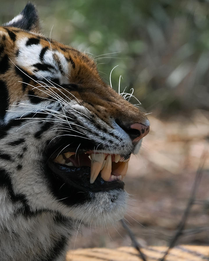 Tiger Photograph - Tiger Faces 1 by Ernest Echols