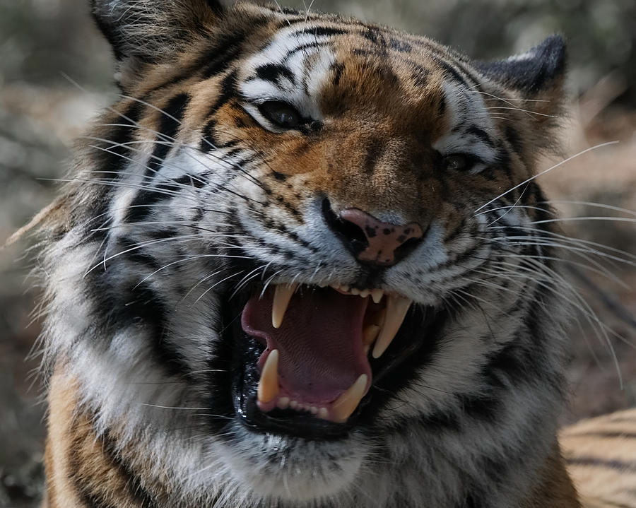 Tiger Faces 2 Photograph by Ernest Echols