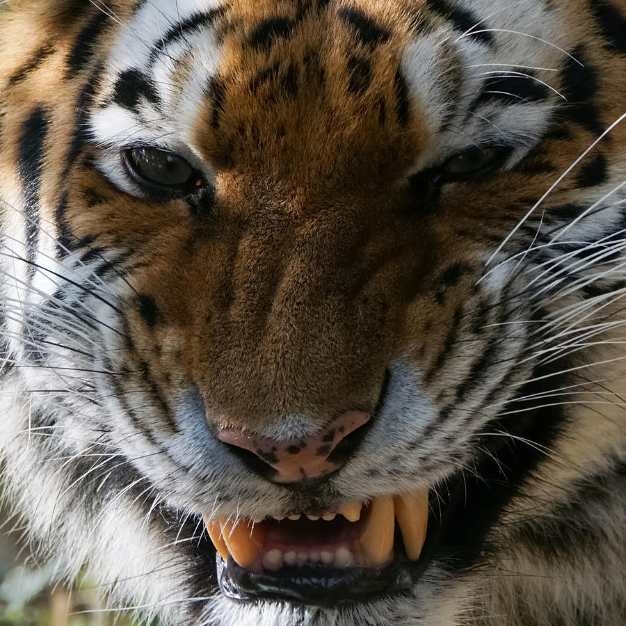 Tiger Faces 3 Photograph by Ernest Echols