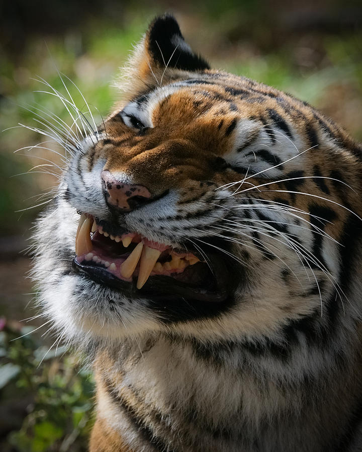 Tiger Faces 4 Photograph by Ernest Echols
