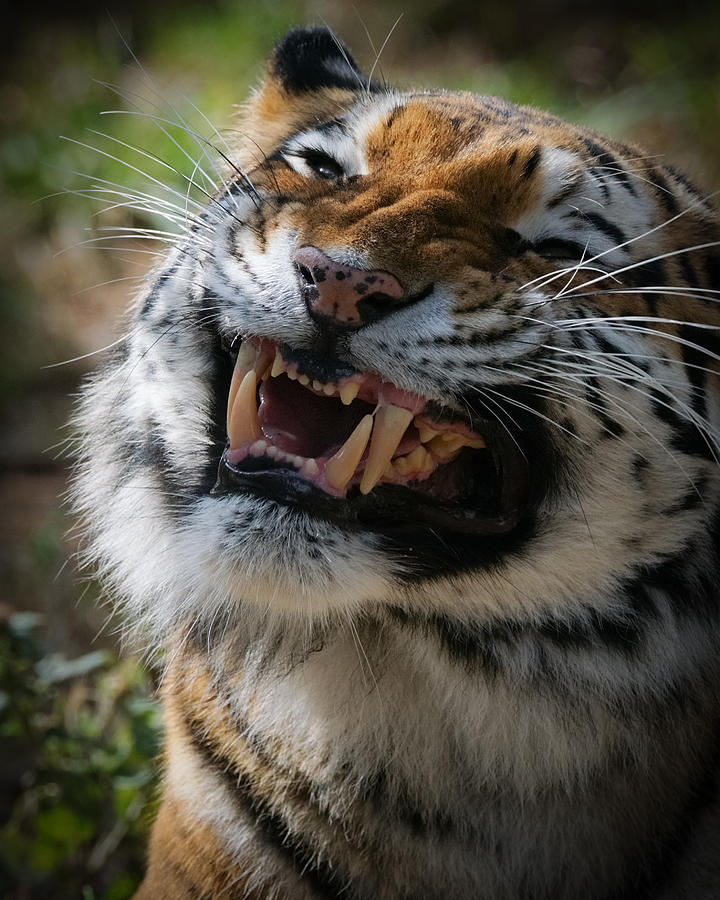 Tiger Faces 5 Photograph by Ernest Echols