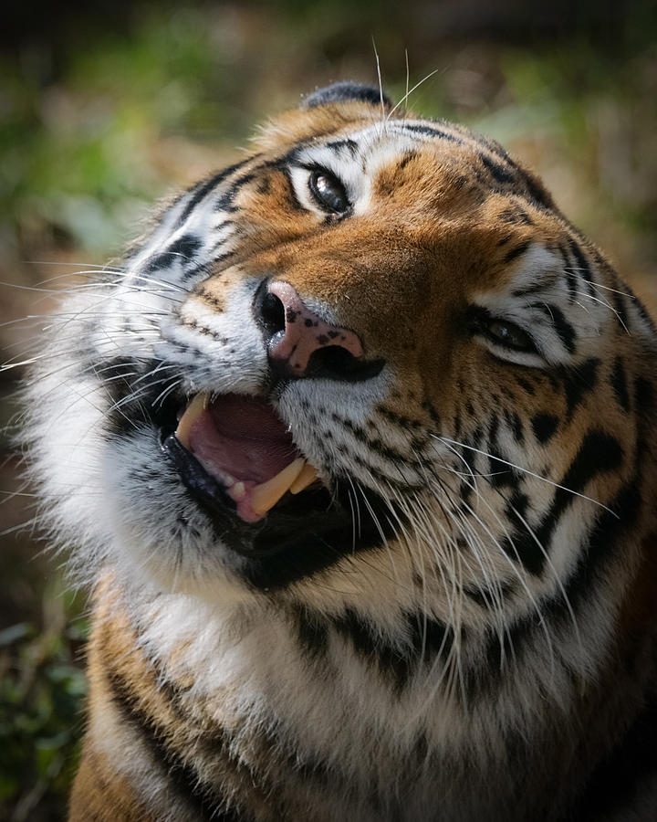 Tiger Faces 6 Photograph by Ernest Echols
