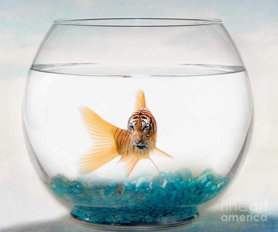 Catfish Photograph - Tiger Fish by Juli Scalzi