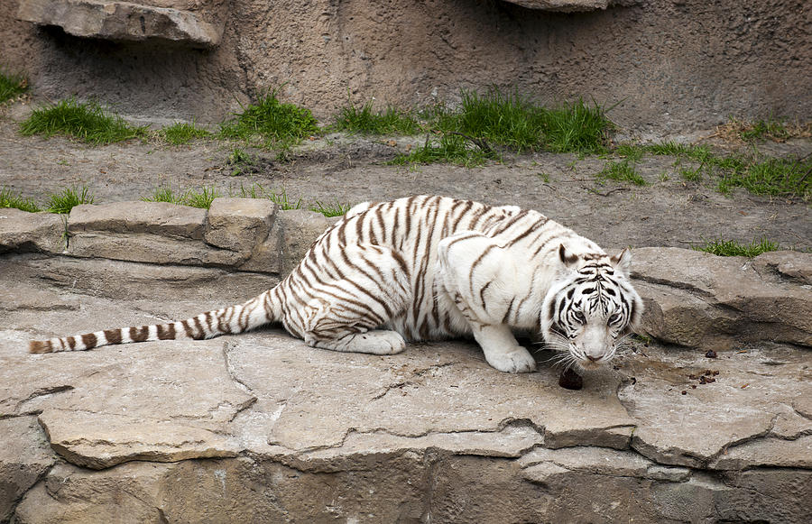 Tiger Photograph by Gouzel -