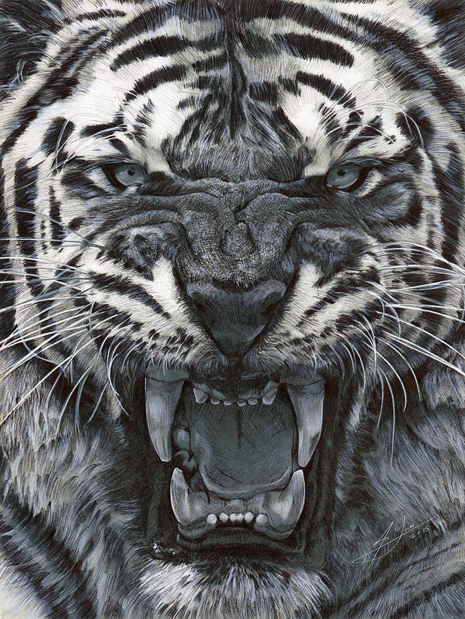 Wildlife Drawing - Tiger Growl by Julio Lucas