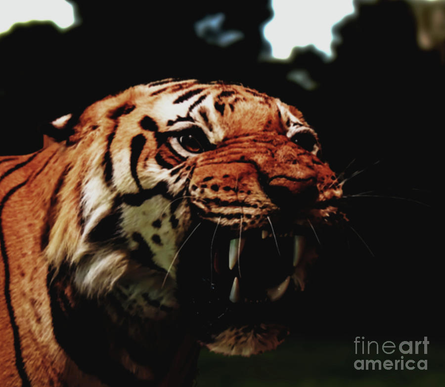 Tiger Growling Photograph