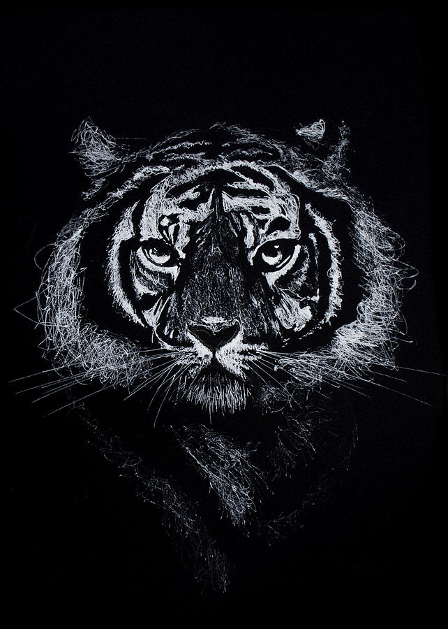 Tiger Drawing by Gustavo Romano | Fine Art America
