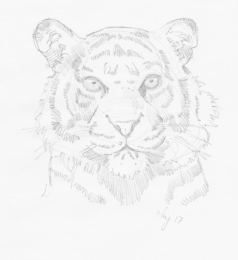 Tiger Head Drawing Drawing by Mike Jory