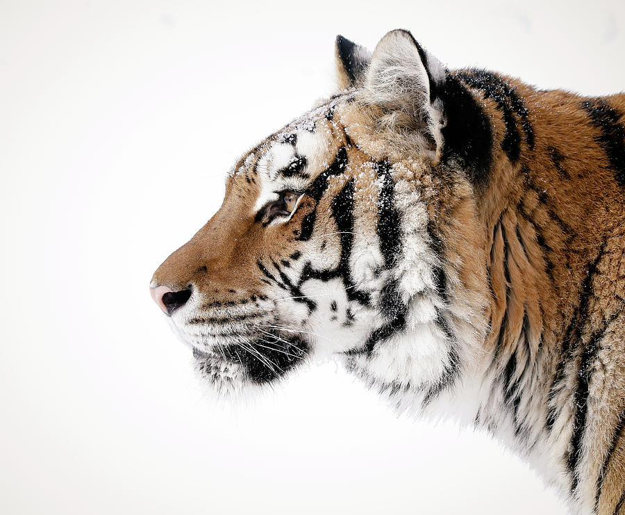 Tiger Head Profile Photograph by Athena Mckinzie