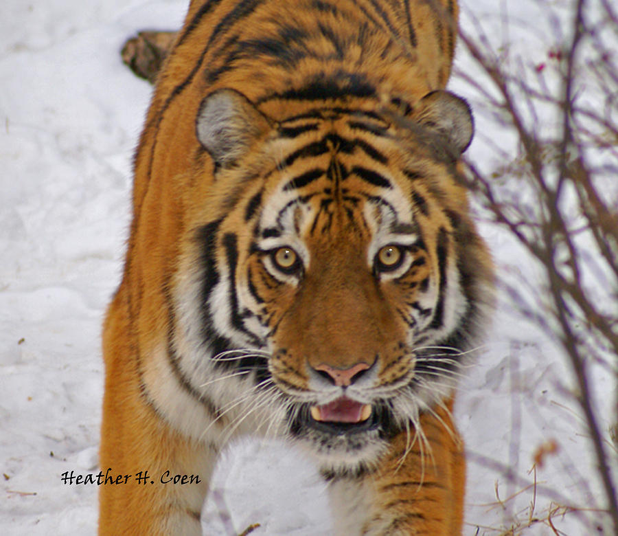 Tiger Photograph by Heather Coen