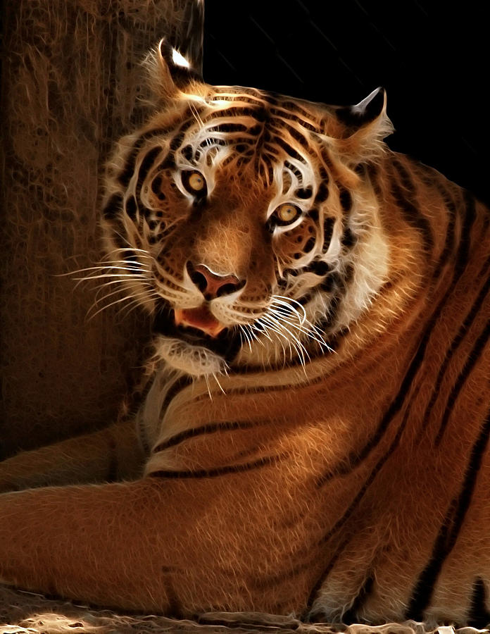 Tiger II Photograph by Sandy Keeton