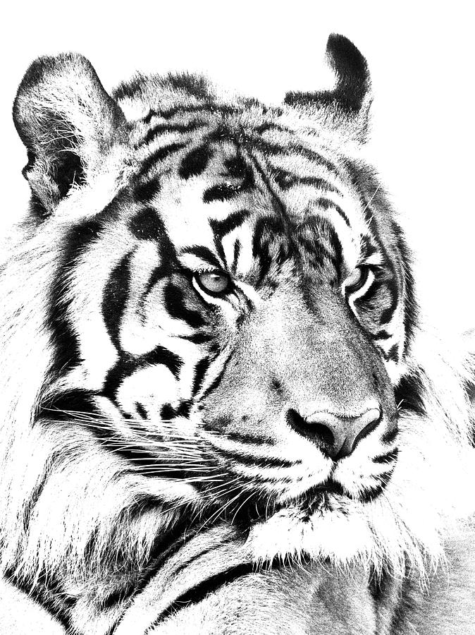 Sumatran Tiger in Black and White Photograph by Paul Riedinger