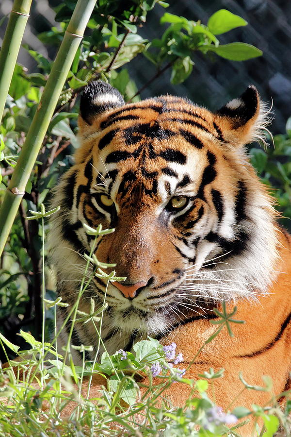 Tiger In Bushes Photograph by Daniel Caracappa | Pixels